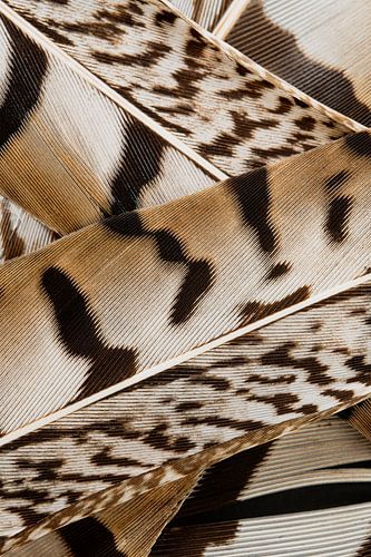 Abstract lijnenspel in bruintinten: Veren van een fazant (verticaal)