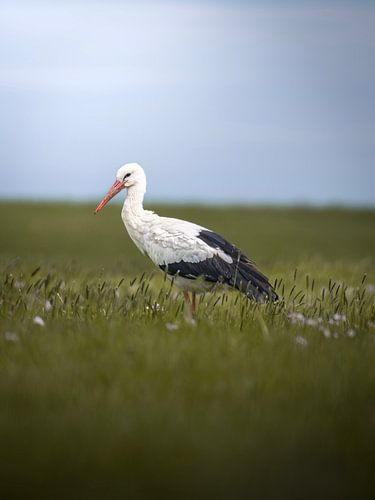 Storch auf der Wiese