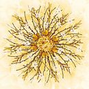 mandala sun by Klaartje Majoor thumbnail