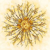mandala sun