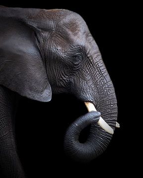 Porträt Elefant | Wildlife Fotografie | Schwarzer Hintergrund von Barbara Kempeneers