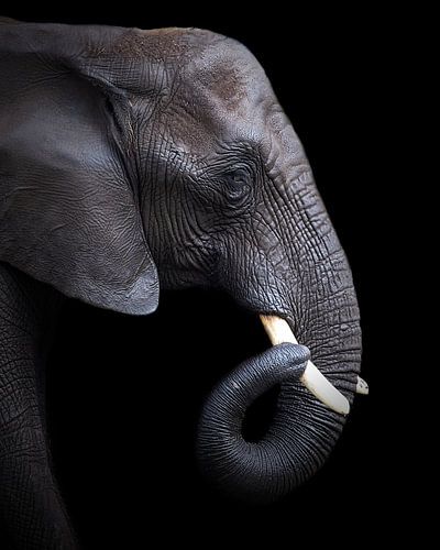 Porträt Elefant | Wildlife Fotografie | Schwarzer Hintergrund