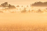 Ein stimmungsvoller Herbstmorgen im Hohen Venn mit Nebel