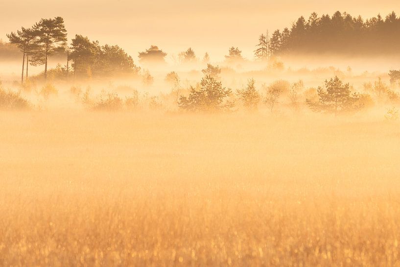 Ein stimmungsvoller Herbstmorgen im Hohen Venn mit Nebel von Sandy Spaenhoven Photography
