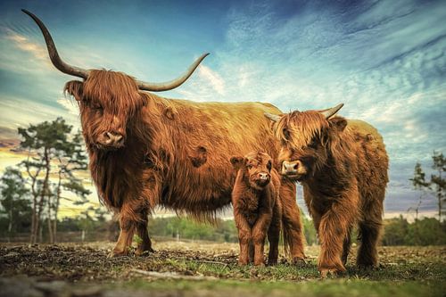 Mother Scottish Highlander shows off her two calves
