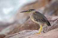 Mangrovereiher (Butorides striatus) von Dirk Rüter Miniaturansicht