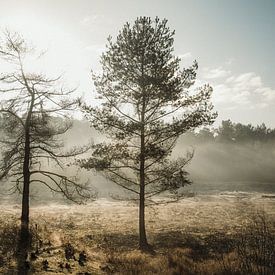 Mist en zonlicht in het bos van Anja Prins