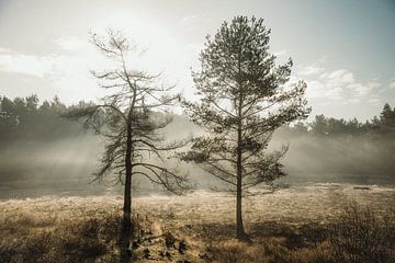 Mist en zonlicht in het bos van Anja Prins