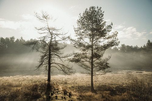 Nebel und Sonnenlicht im Wald von Anja Prins