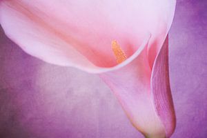 Calla von Hannes Cmarits