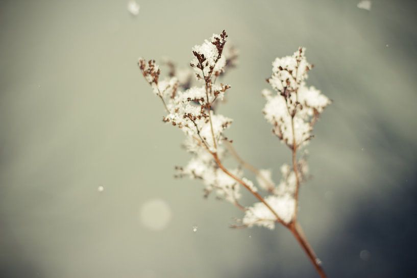 Winter Blume van Malte Pott