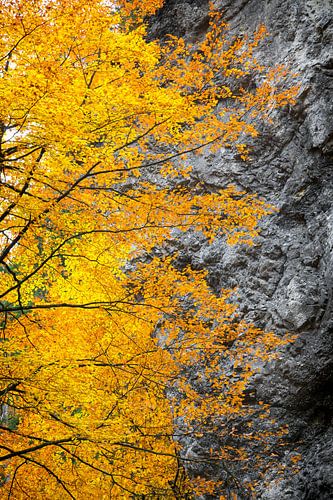 Felle herfstkleuren in de bergen