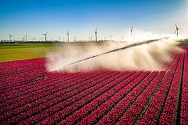 Un pistolet d'arrosage agricole aspergeant de l'eau sur des tulipes