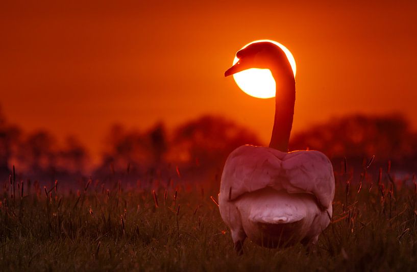 Zwaan tijdens zonsondergang van Martijn van Dellen