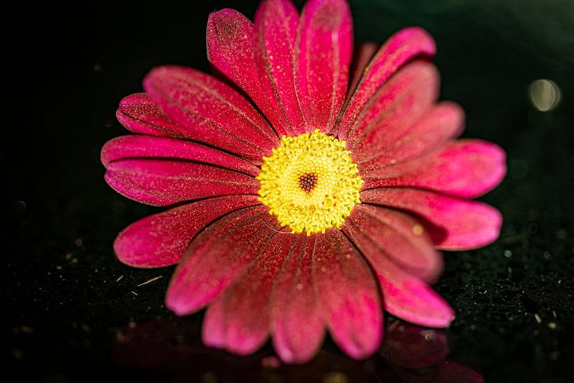 Flowers Macro by David Krause