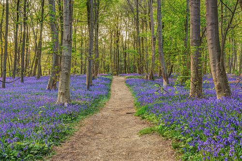 Wald der blauen Blumen