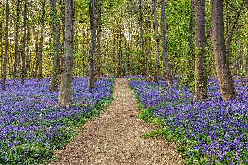 Wald der blauen Blumen von Michael Valjak