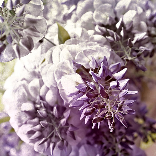 glycine van fantasina