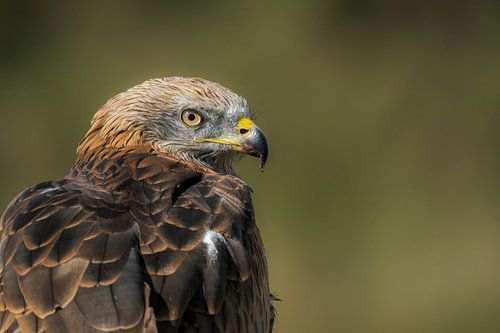 Red kite
