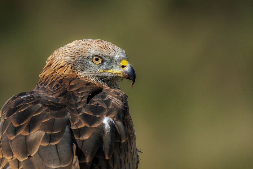 Red kite by Lisa Dumon