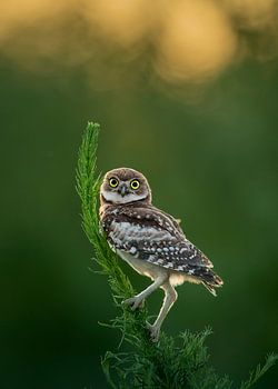 Hmmmm, waar is mijn avondeten?