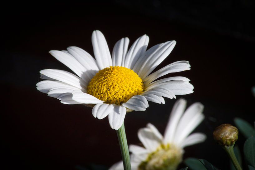 Margarite von Danny Tchi Photography