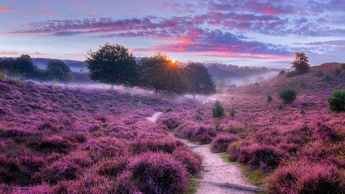 Heather sunrise