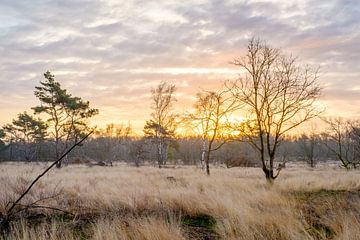 Der Teut-Sonnenaufgang von Johan Vanbockryck