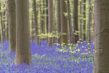 The Hallerbos by Cathy Php
