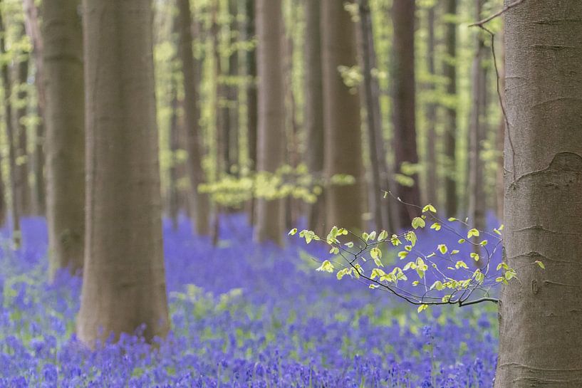 Der Hallerbos mit lila Hyazinthen von Cathy Php