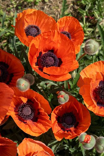 Rode klaprozen en groene bladeren 1