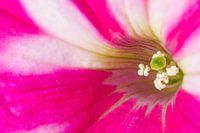Petunia Ice Cream