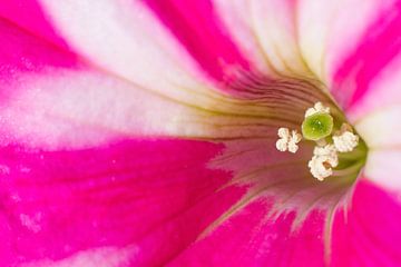 Petunia Ice Cream van Dagmar Hijmans