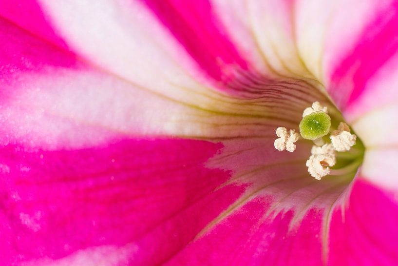 Petunia Ice Cream von Dagmar Hijmans