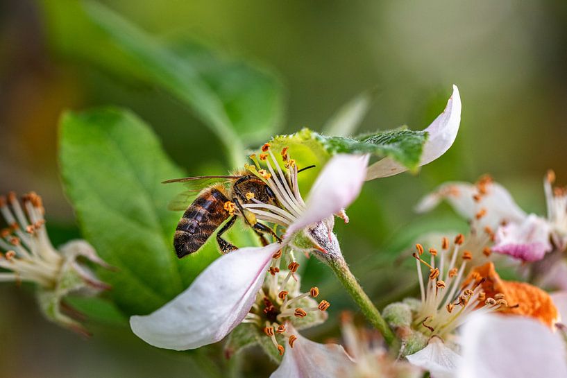 Biene im Blumenkelch von Thomas Heitz