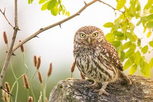 uil op steen in prachtige natuursetting van Kris Hermans