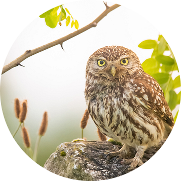 uil op steen in prachtige natuursetting