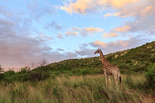 Portret van een giraffe (Giraffa) in een groen landschap