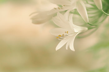 La belle Lily