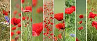 poppies palette