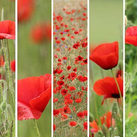 poppies palette by Yvonne Blokland