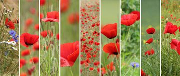 palette de coquelicots