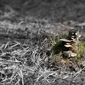 Champignons sur un vieux tronc d'arbre sur Ines Thun