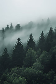 Mystischer Tannenwald im Morgennebel von Dave Schloffi