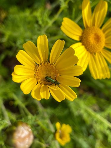 Yellow Wild Flower