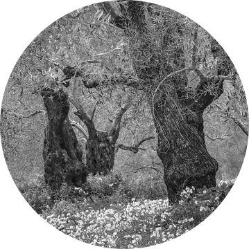 Voorjaar in de oude olijboom boomgaard in zwart-wit van Bep van Pelt- Verkuil