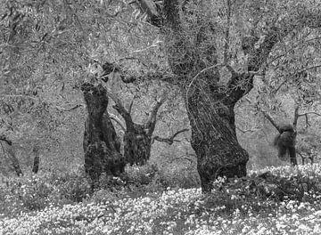 Frühling zwischen den alten Olivenbäumen in Schwarz-Weiß