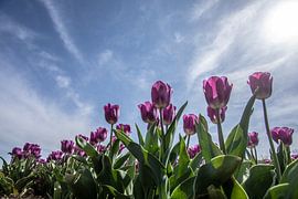 tulpen veld by Gert Slagmolen