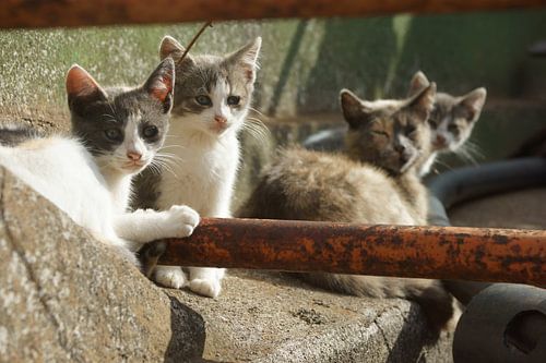 Kat en Kittens