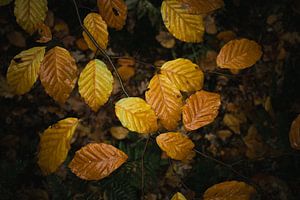 Autumn leaves by Jan Eltink